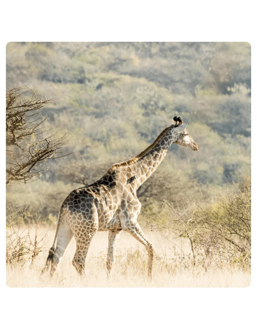 Wildlife on the property