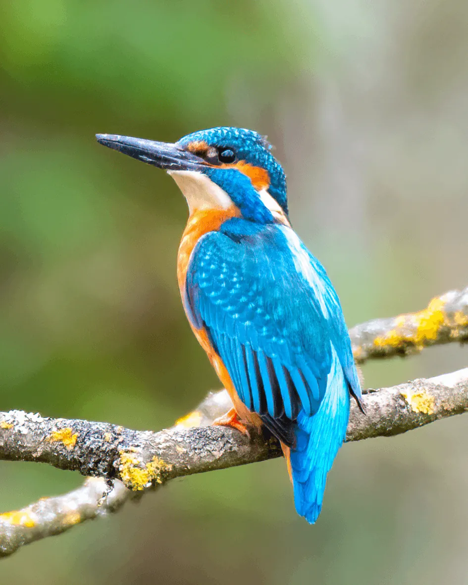 Bird on a branch