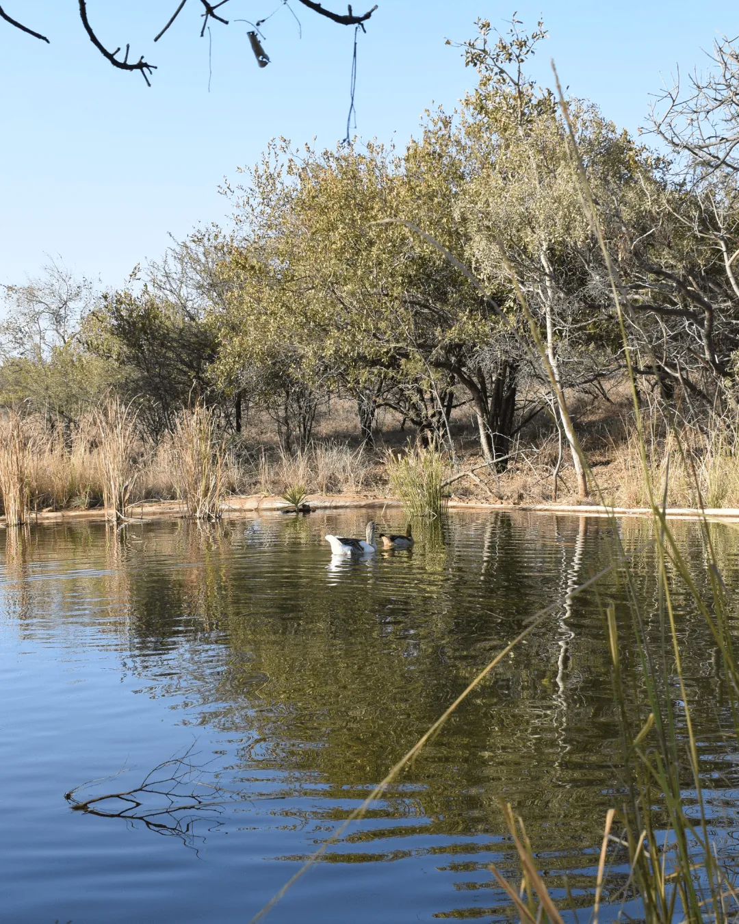 Waterhole on the property